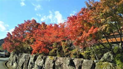 安藤庭園の紅葉3.jpg