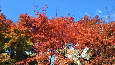 安藤庭園の紅葉4.jpg