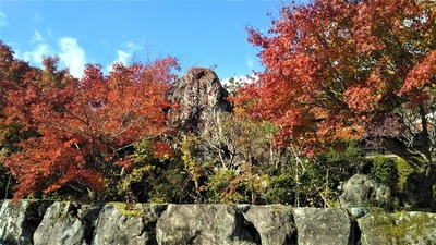 安藤庭園の紅葉5.jpg