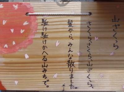 山ざくら.jpg