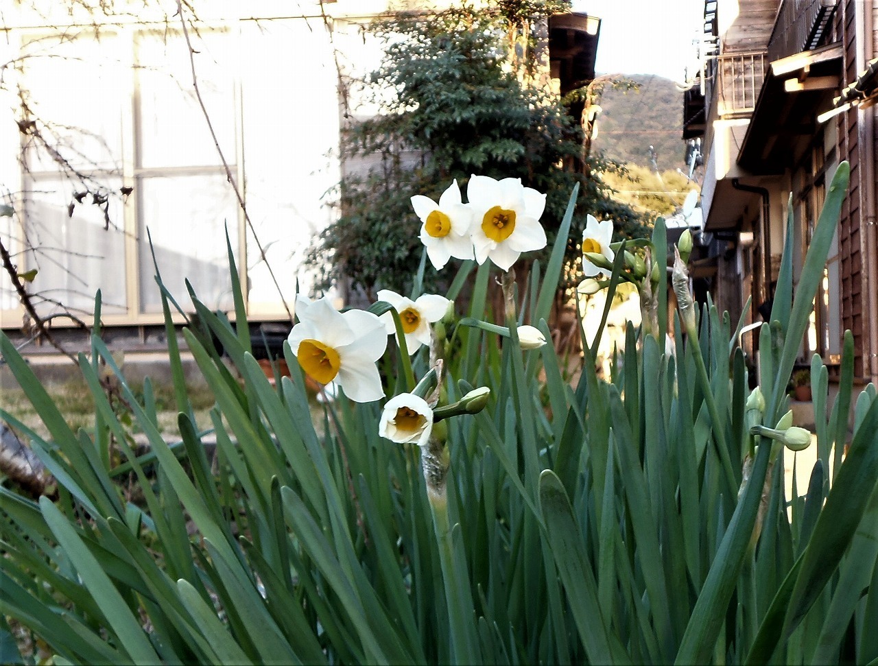 山口県長門市青海島 大日比 １２月７日の季節の花 山口県 長門市 今が旬