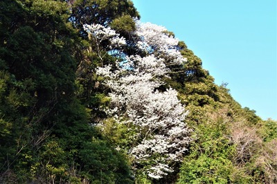 山桜3.jpg