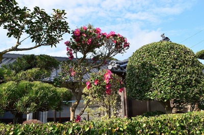 山茶花.jpg