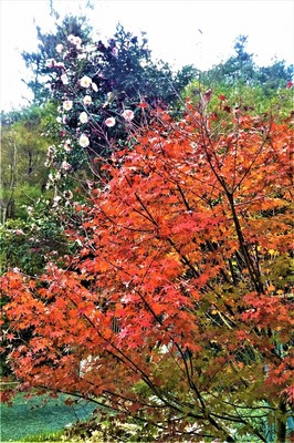 山茶花と紅葉.jpg