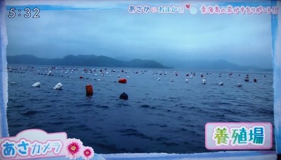 岩がき育成場.jpg