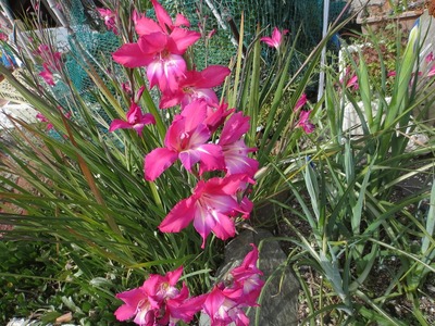 岩本さんの花.jpg