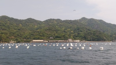 岩牡蠣育成場.jpg