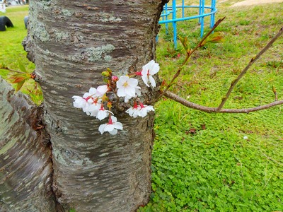 幹から可愛い桜.jpg