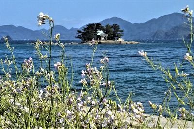 弁天島とだいこんの花.jpg