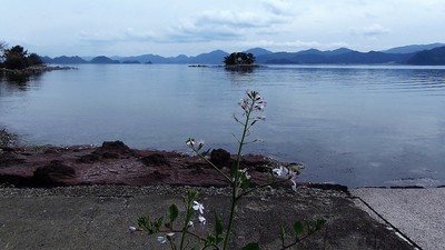 弁天島と大根の花1.jpg