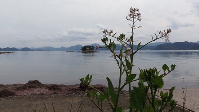 弁天島と大根の花2.jpg