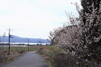 彼岸桜と波の橋立.jpg
