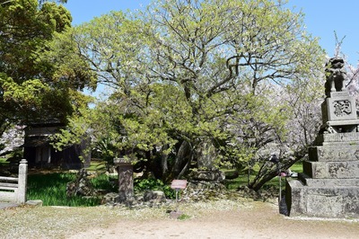 志都岐山神社のミドリヨシノ.jpg