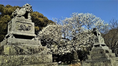 志都岐山神社のミドリヨシノ21.3.18.jpg