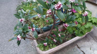 我が家の季節の花.jpg