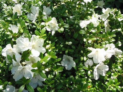 我が家の季節の花1.jpg