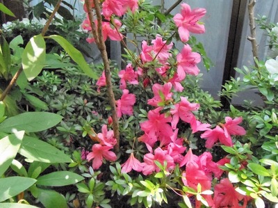 我が家の季節の花2.jpg