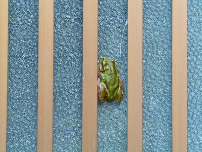 我家のカエル3.jpg