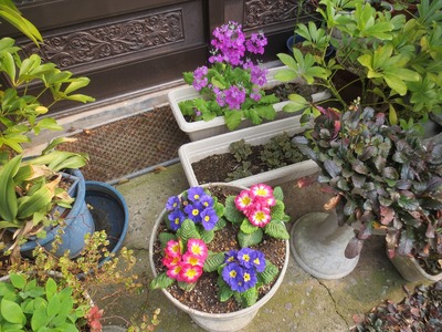 我家の季節の花1.jpg