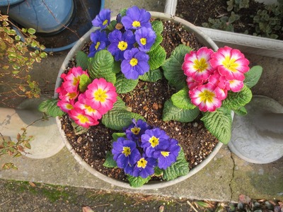 我家の季節の花2.jpg