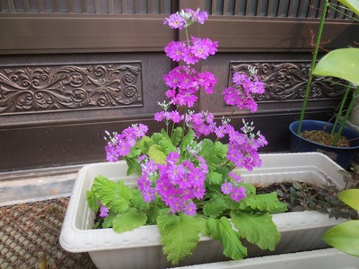 我家の季節の花3.jpg