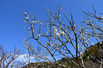 手入れされた梅の花1.jpg