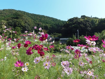 手嶋さんのコスモス6.jpg