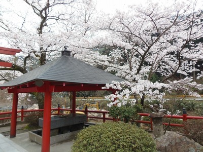 手水所と桜.jpg