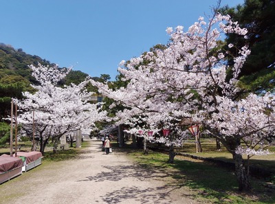 指月公園の桜1.jpg
