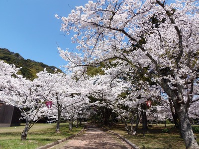 指月公園の桜2.jpg