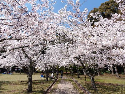 指月公園の桜4.jpg