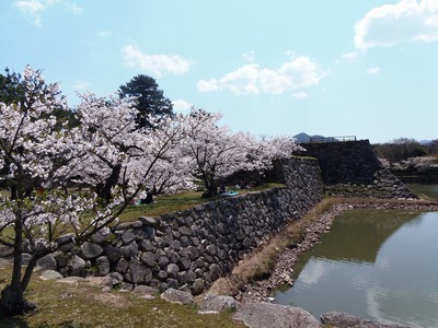 指月公園の桜5.jpg
