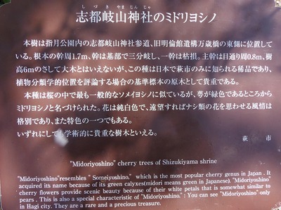 支都岐山神社ミドリヨシノ説明.jpg