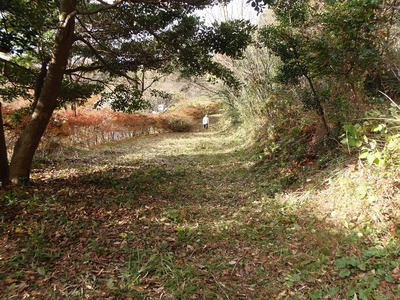 整備された登山道.jpg