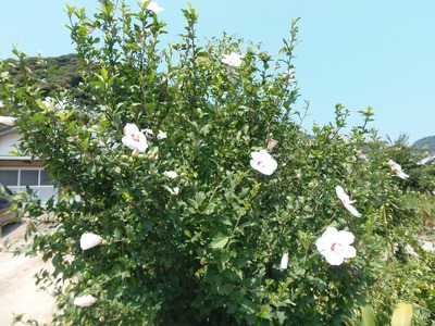 新前さんの季節の花.jpg