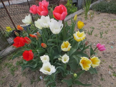 新前さんの花.jpg
