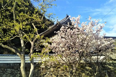 新緑と八重桜.jpg