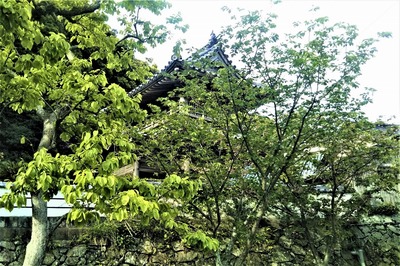新緑と西圓寺山門2.jpg