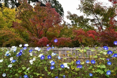 日本庭園2.jpg