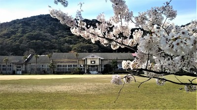 旧青海島小学校の満開の桜2.jpg