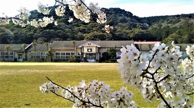 旧青海島小学校の満開の桜3.jpg