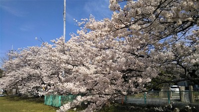 旧青海島小学校の満開の桜4.jpg