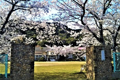 旧青海島小学校の満開の桜4.4.1.JPG