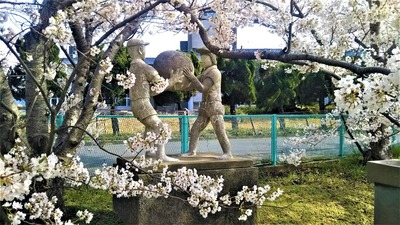 旧青海島小学校の満開の桜5.jpg