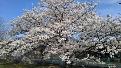 旧青海島小学校の満開の桜6.jpg