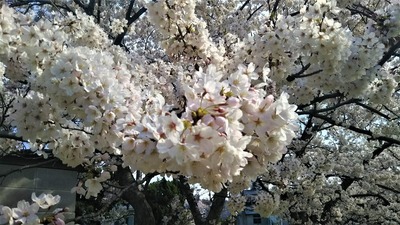 旧青海島小学校の満開の桜8.jpg
