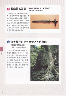 有柄細形銅剣、日吉神社のオガタマノキ巨樹群.jpg