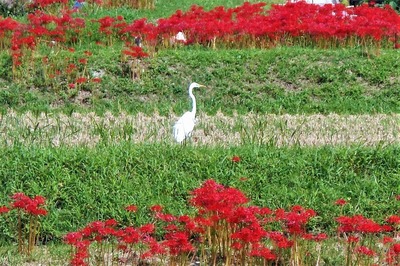 朱色と野鳥.jpg