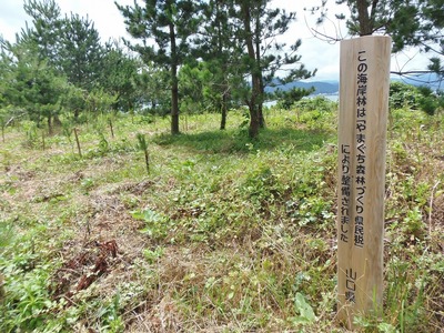松の植樹1.jpg