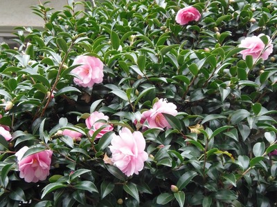 松本さんの季節の花.jpg